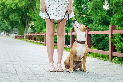 How to Leash Train a Puppy or Adult Dog