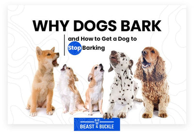 Why Dogs Bark and How to Get a Dog to Stop Barking