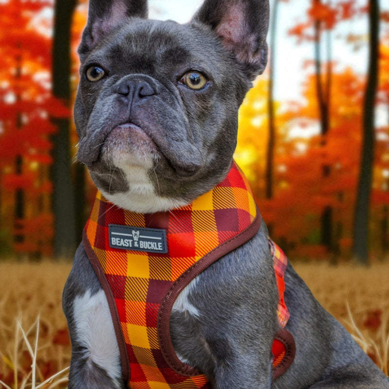 Autumn Vibes Harness and Leash Set