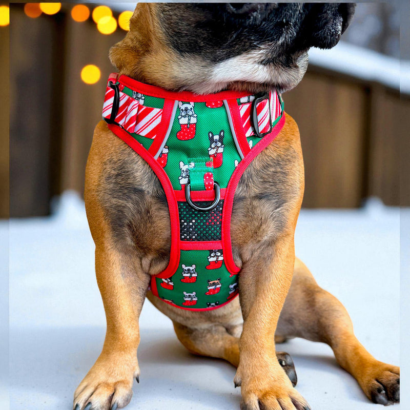Festive Frenchies No Pull Harness & Leash Bundle