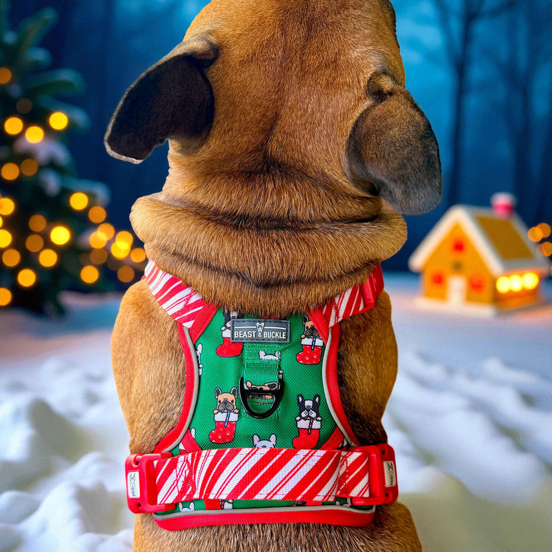 Festive Frenchies No Pull Harness & Leash Bundle