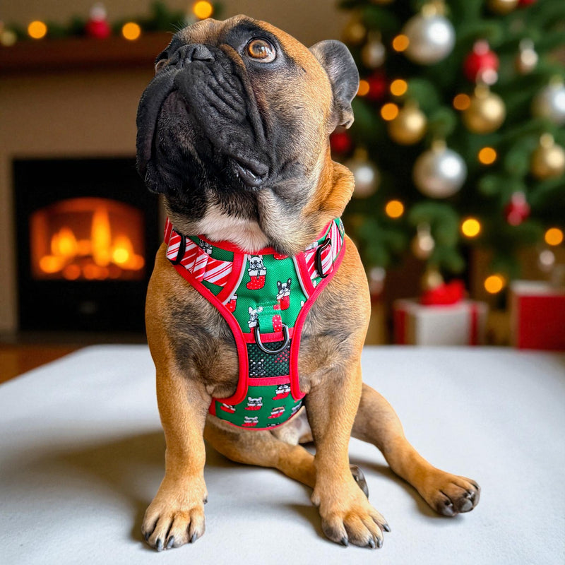 Festive Frenchies No Pull Harness & Leash Bundle