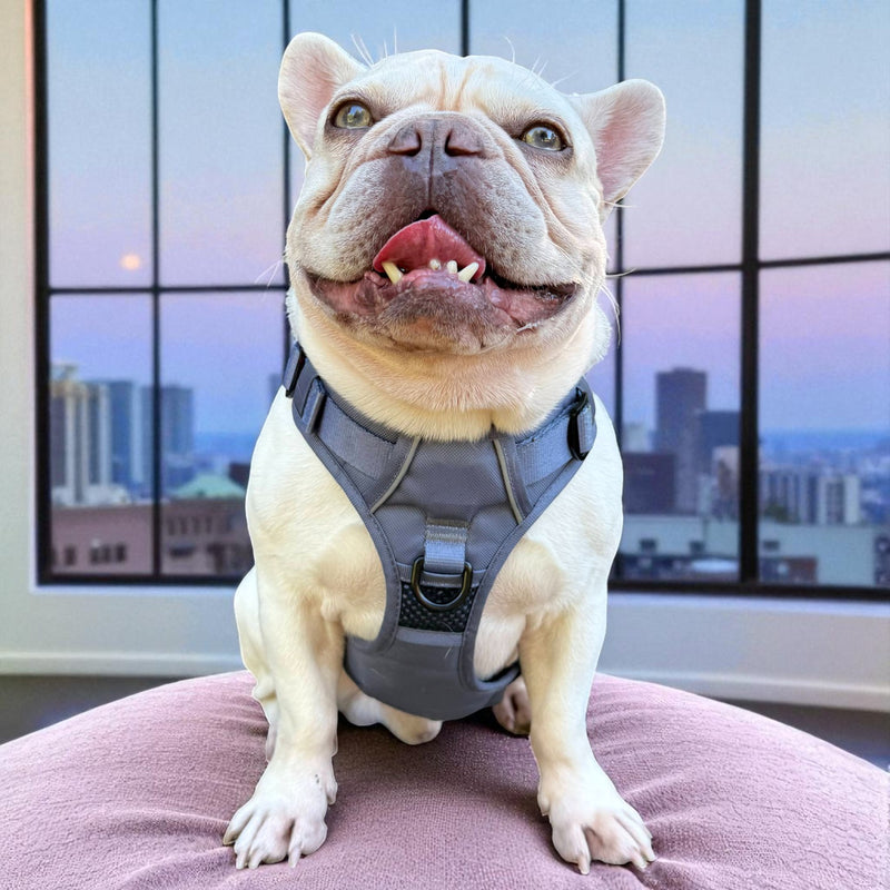 Gray No Pull Dog Harness
