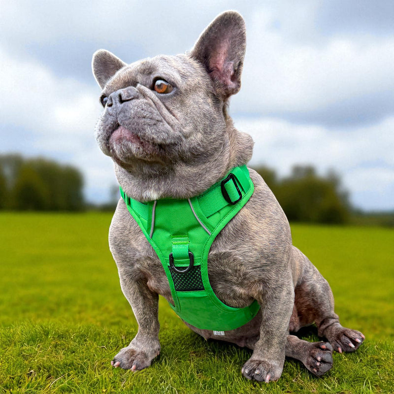 Kelly Green No Pull Dog Harness