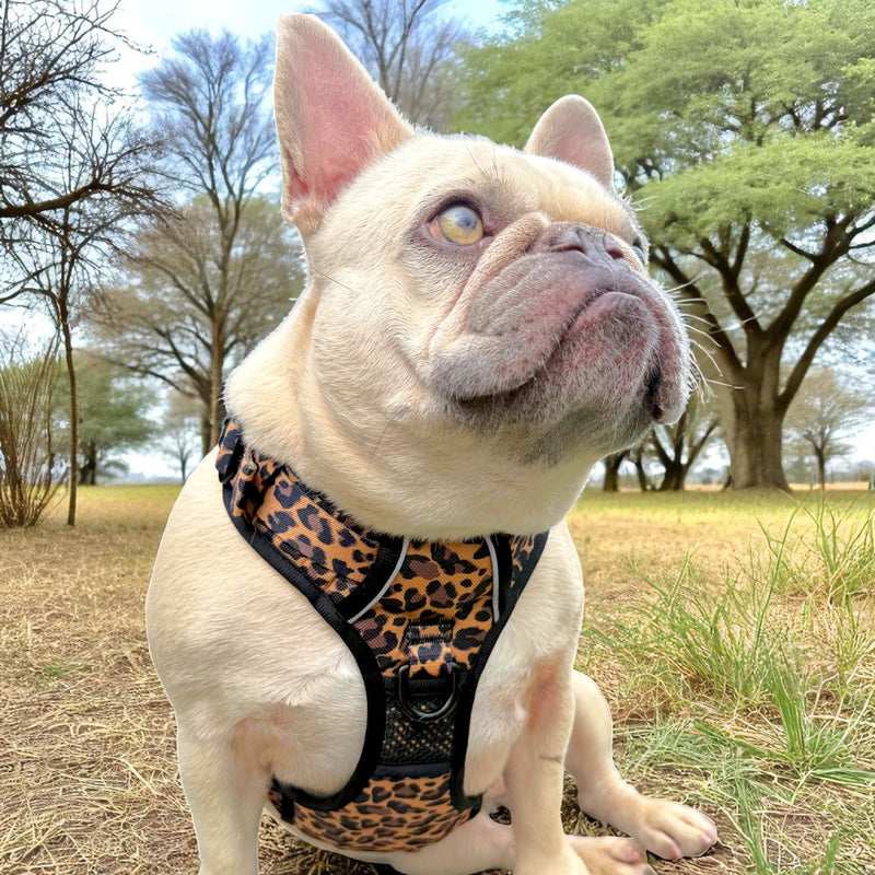Leopard No Pull Dog Harness