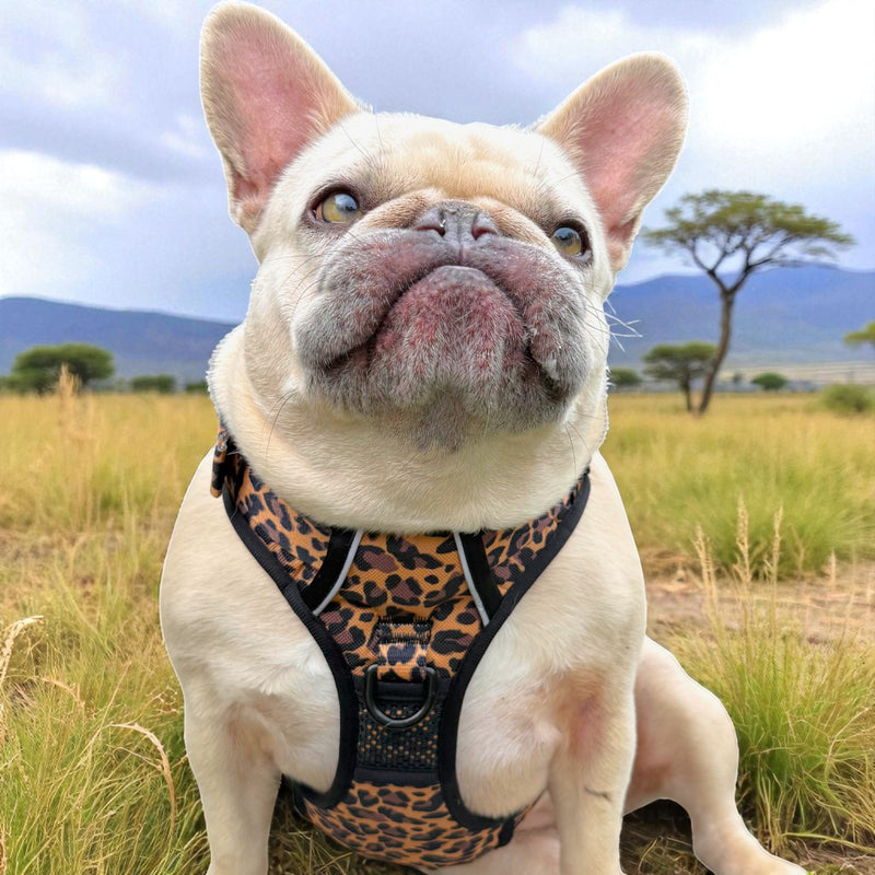 Leopard No Pull Dog Harness