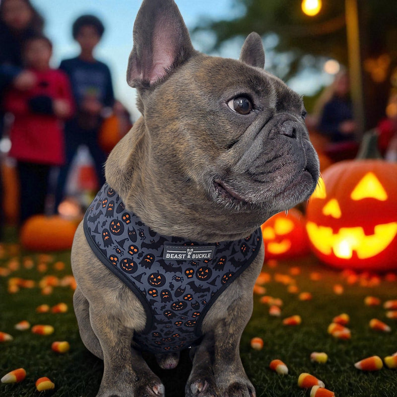 Spooky Harness and Leash Set
