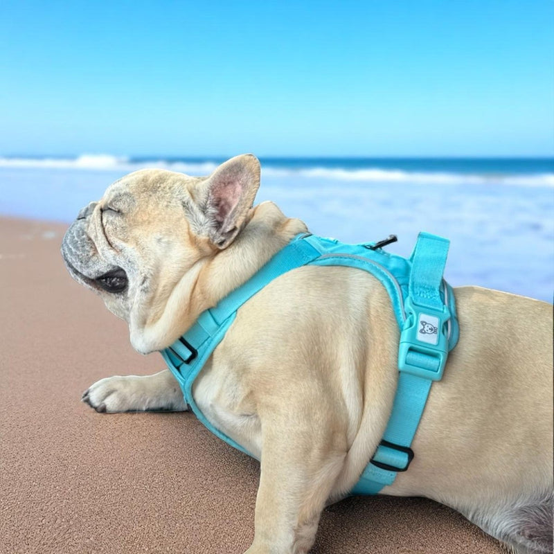Aqua No Pull Harness Bundle - Beast & Buckle