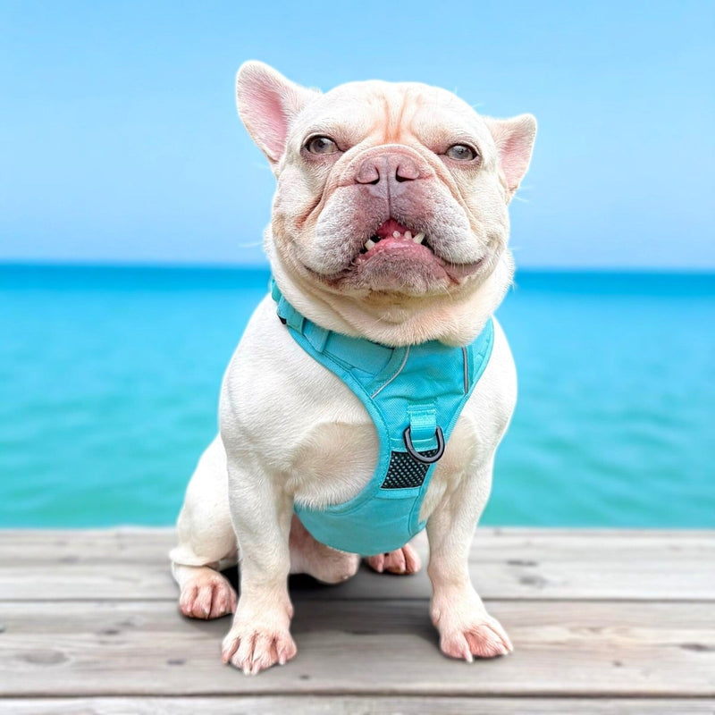 Aqua No Pull Harness Bundle - Beast & Buckle