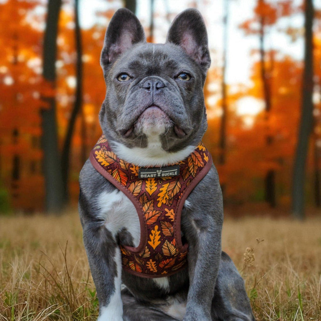 Autumn Vibes Reversible Dog Harness – Beast Buckle