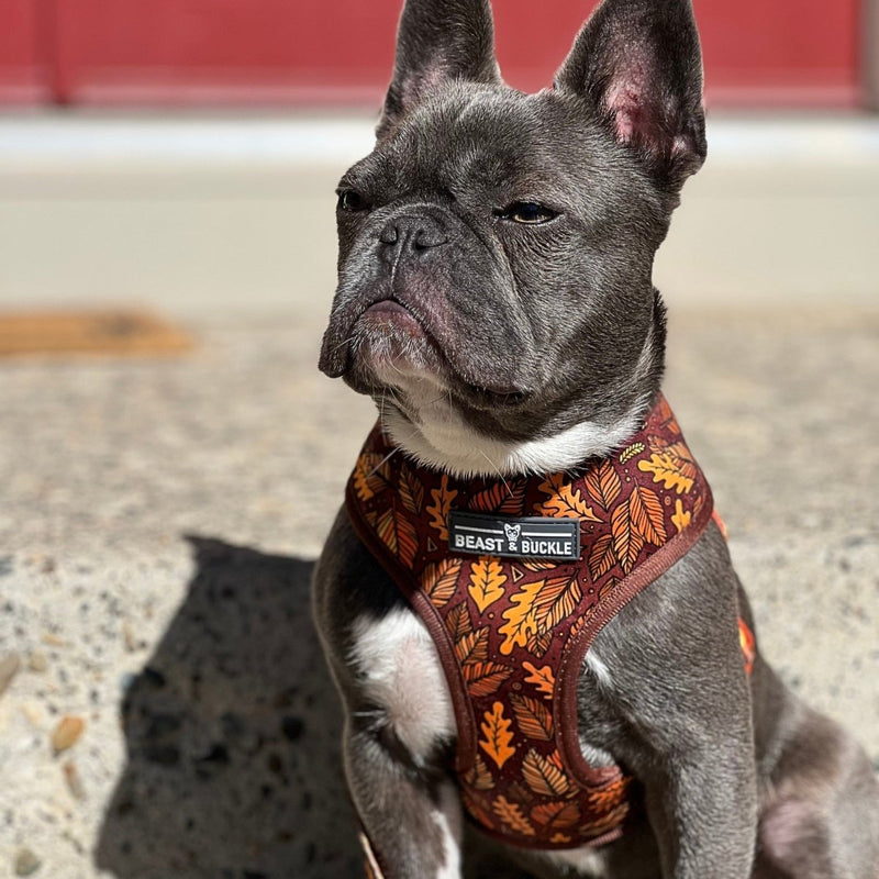 Autumn Vibes Harness and Leash Set - Beast & Buckle