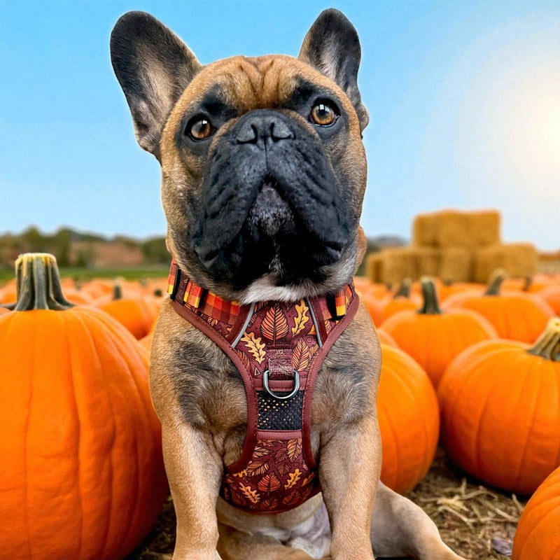 Autumn Vibes No Pull Harness & Leash Bundle - Beast & Buckle