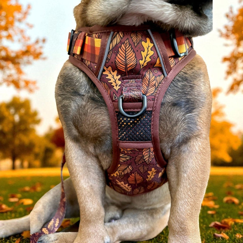 Autumn Vibes No Pull Harness & Leash Bundle - Beast & Buckle