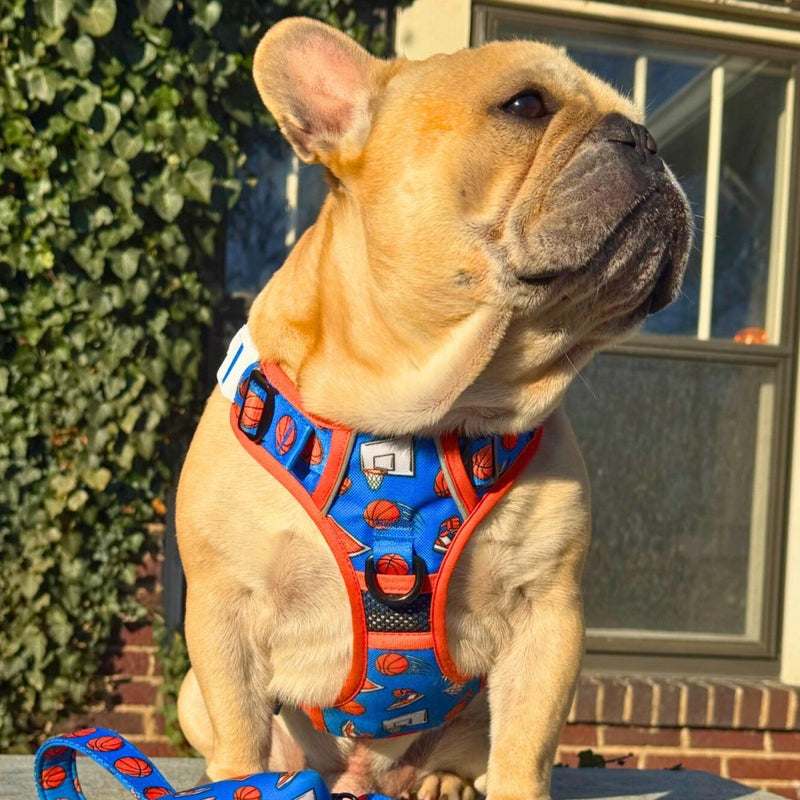 Basketball No Pull Dog Harness - Beast & Buckle