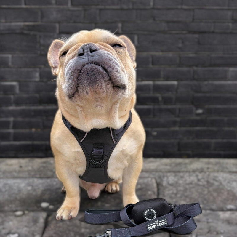 Black No Pull Harness Bundle - Beast & Buckle