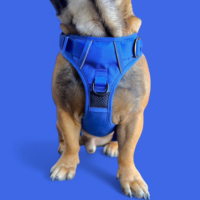 Blue No Pull Harness Bundle - Beast & Buckle