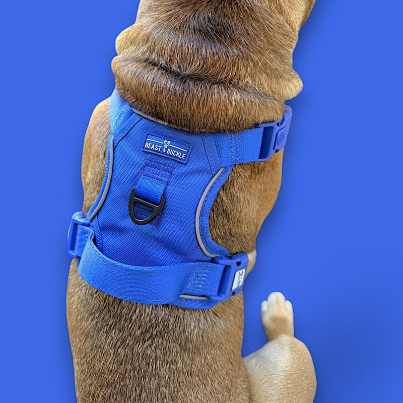 Blue No Pull Harness Bundle - Beast & Buckle