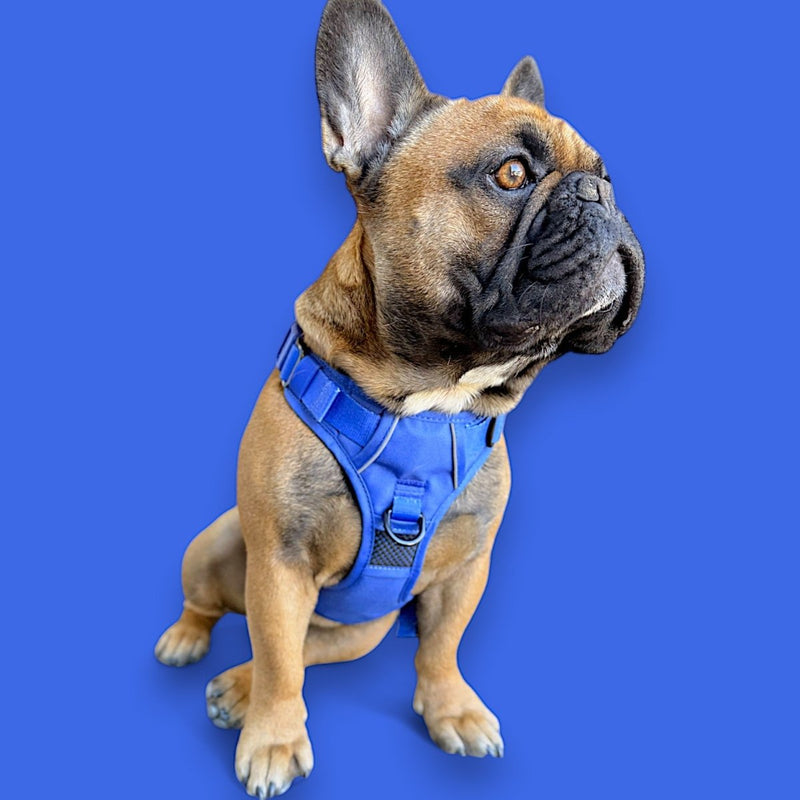 Blue No Pull Harness Bundle - Beast & Buckle