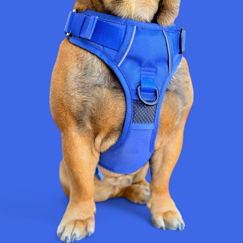 Blue No Pull Harness Bundle - Beast & Buckle