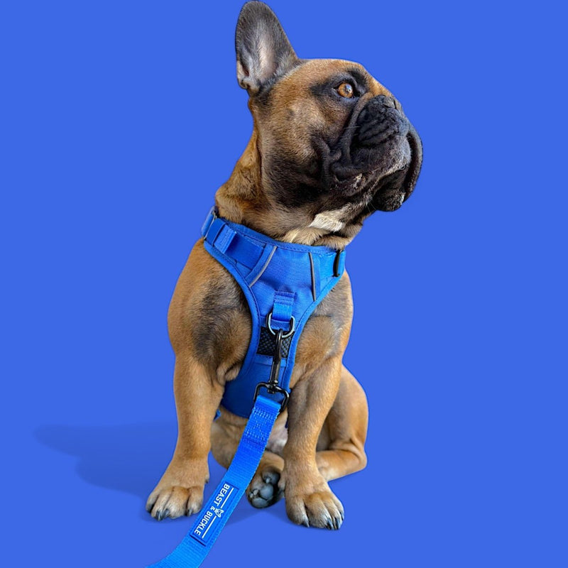 Blue No Pull Harness Bundle - Beast & Buckle