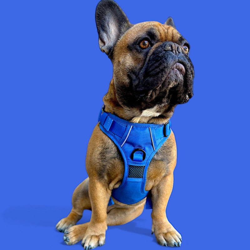 Blue No Pull Harness Bundle - Beast & Buckle