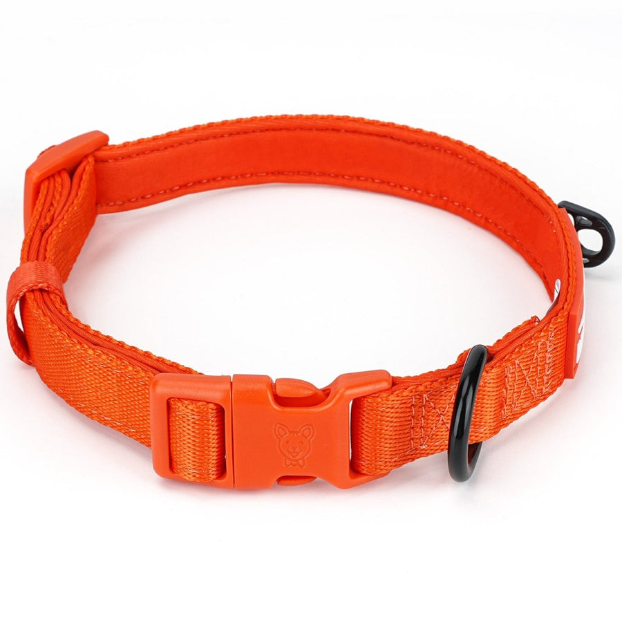 The Bold Orange Collection – Beast & Buckle