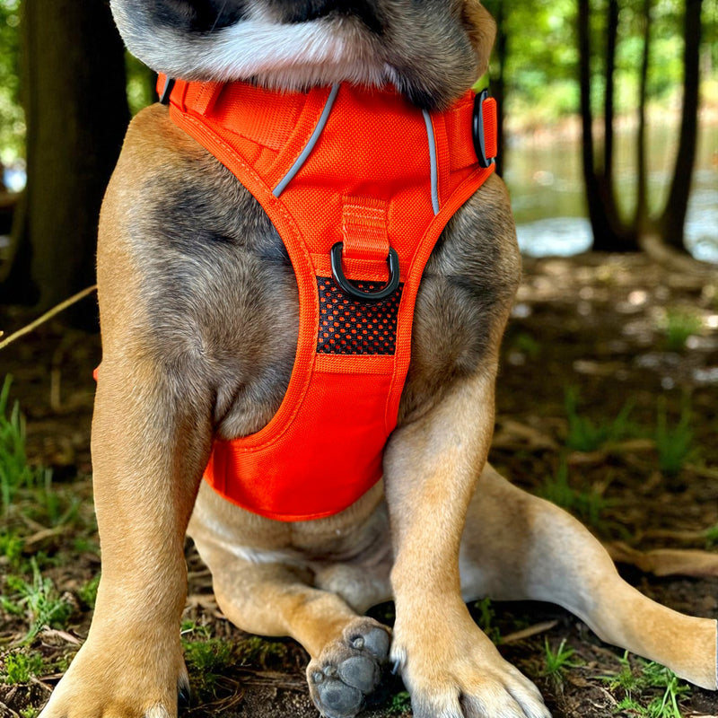 Bold Orange No Pull Harness & Leash Bundle - Beast & Buckle