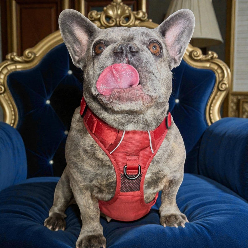 Burgundy No Pull Harness & Leash Bundle - Beast & Buckle