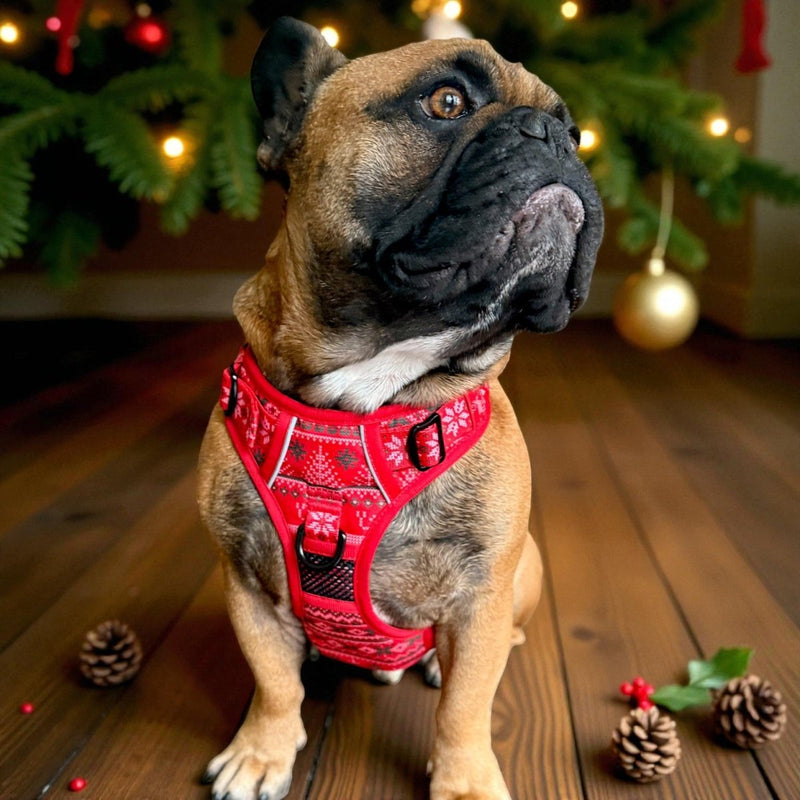 Christmas Sweater No Pull Harness & Leash Bundle - Beast & Buckle