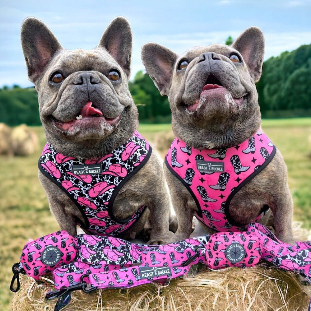 Frenchie reversible harness hotsell