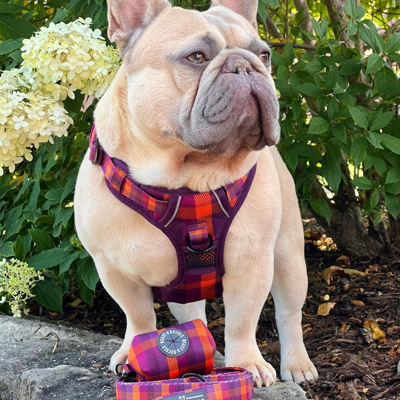 Cozy Plaid No Pull Harness Bundle - Beast & Buckle