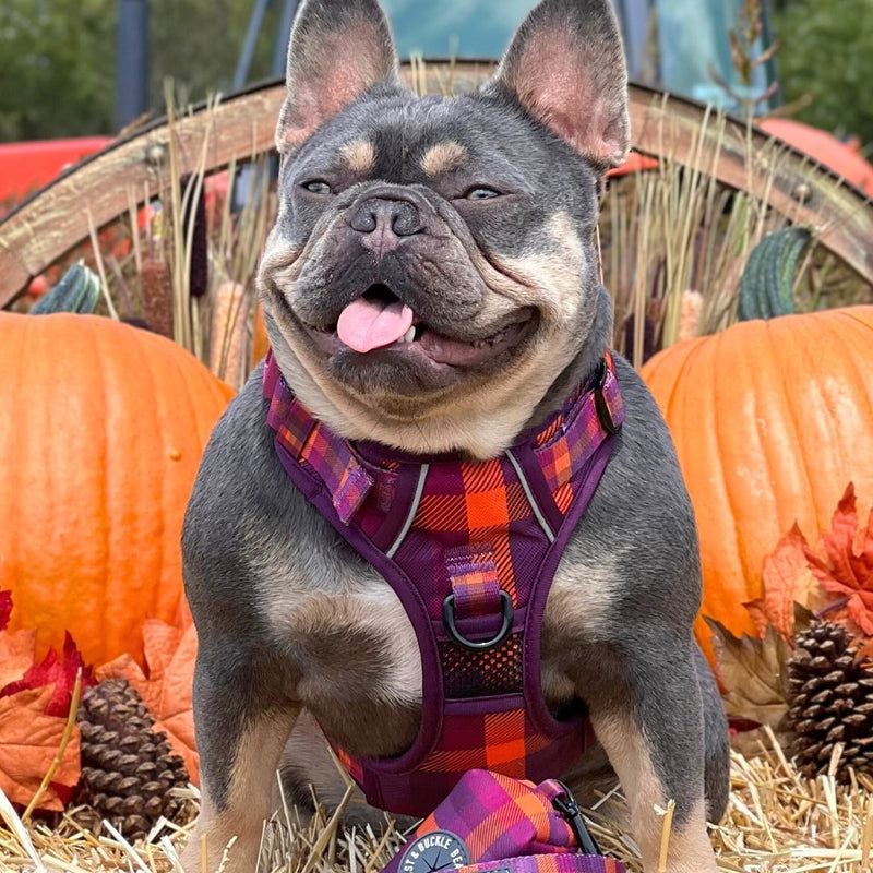 Cozy Plaid No Pull Harness Bundle - Beast & Buckle