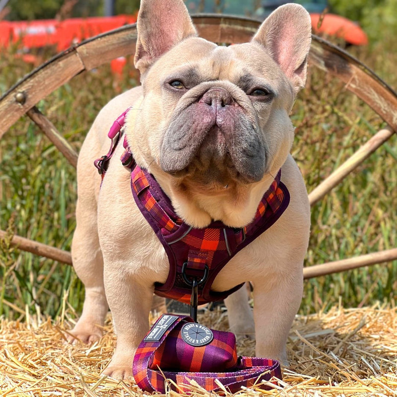 Cozy Plaid No Pull Harness Bundle - Beast & Buckle