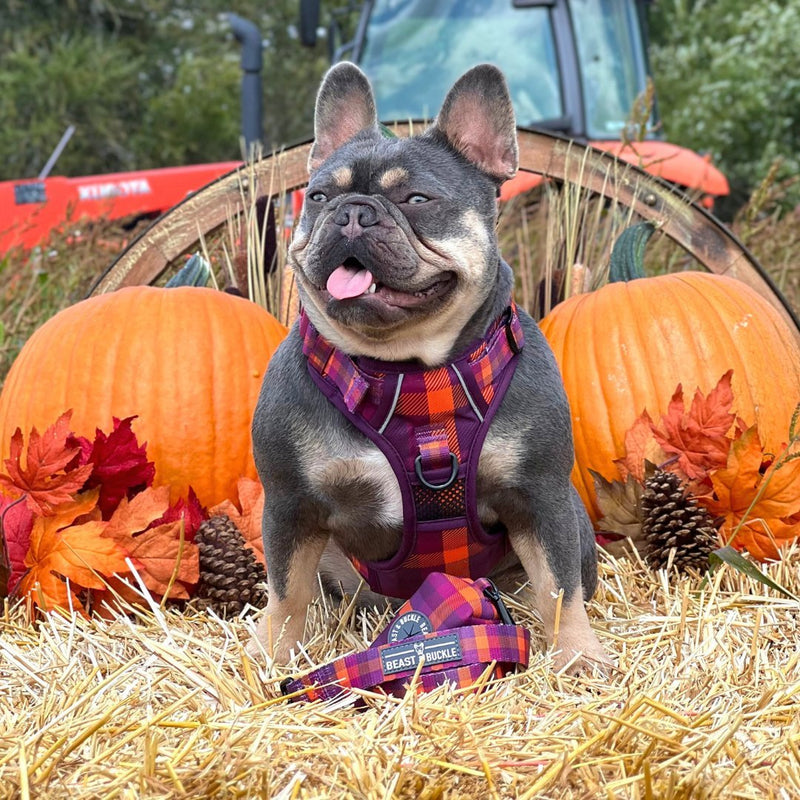 Cozy Plaid No Pull Harness Bundle - Beast & Buckle