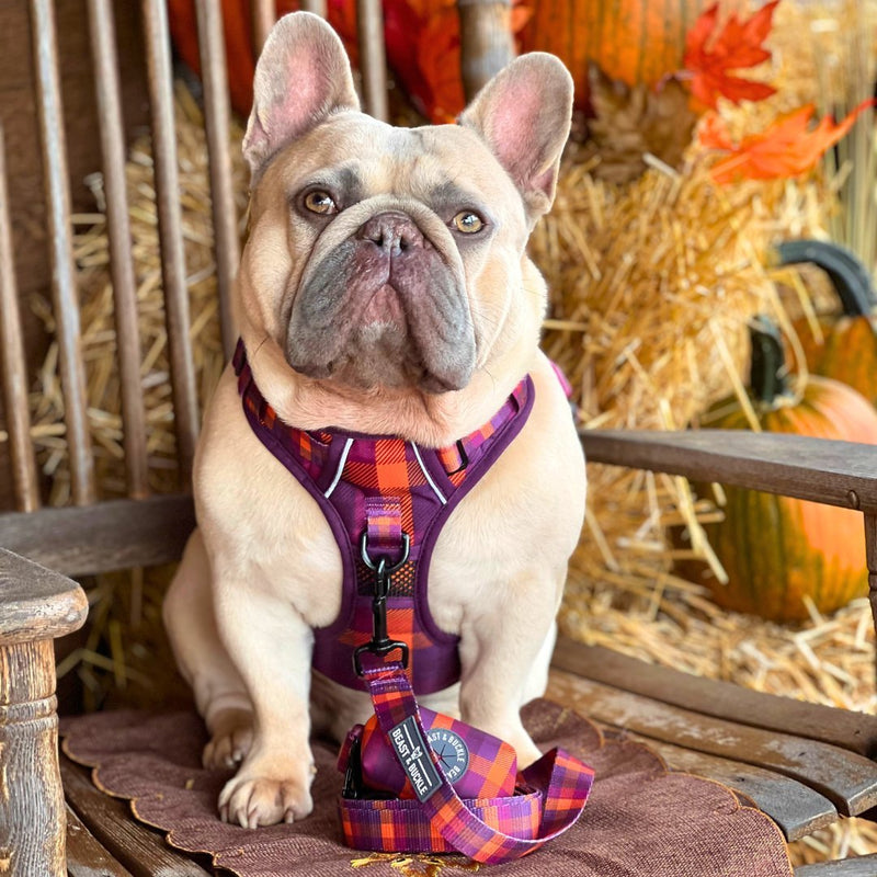 Cozy Plaid No Pull Harness Bundle - Beast & Buckle