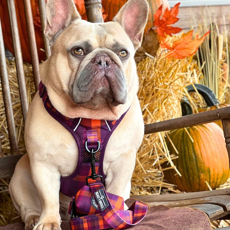 Cozy Plaid No Pull Harness Bundle - Beast & Buckle