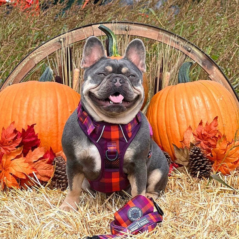 Cozy Plaid No Pull Harness Bundle - Beast & Buckle