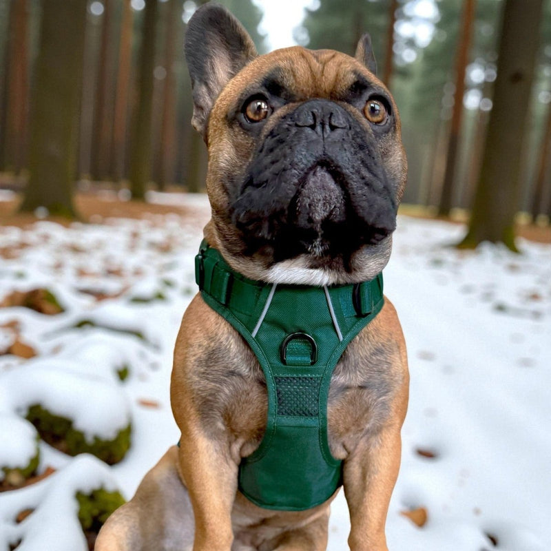 Dark Green No Pull Harness & Leash Bundle - Beast & Buckle