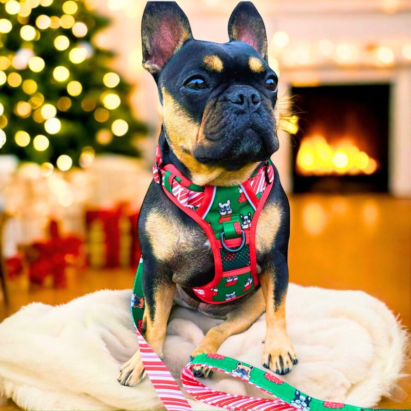 Festive Frenchies No Pull Dog Harness - Beast & Buckle