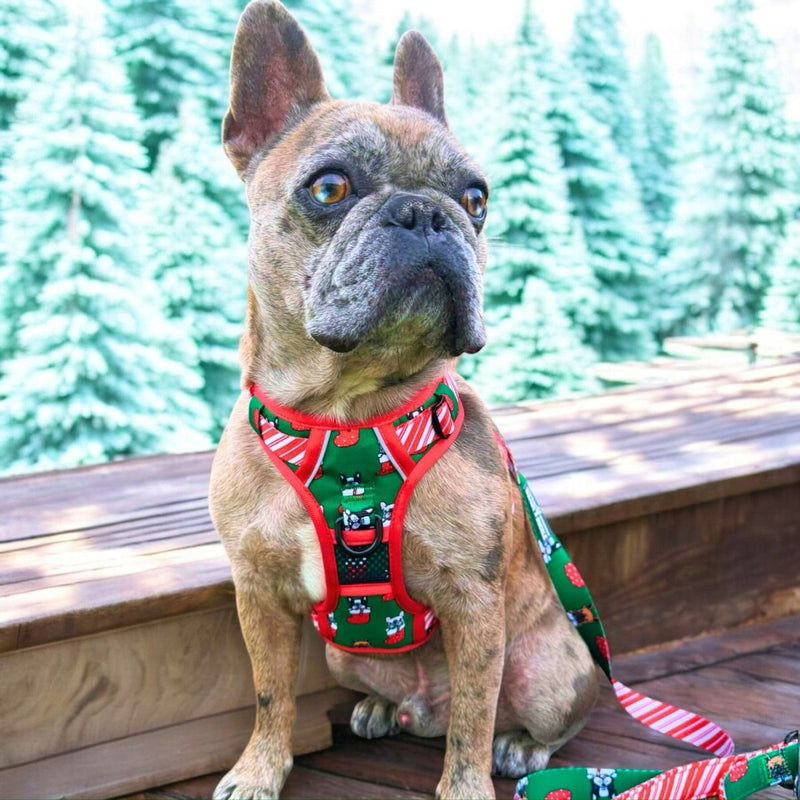 Festive Frenchies No Pull Dog Harness - Beast & Buckle