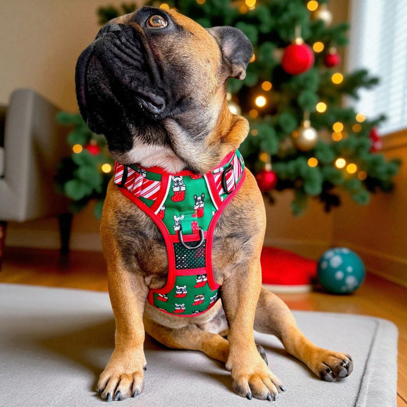Festive Frenchies No Pull Harness & Leash Bundle - Beast & Buckle