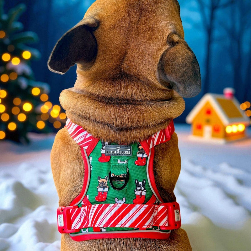 Festive Frenchies No Pull Harness & Leash Bundle - Beast & Buckle