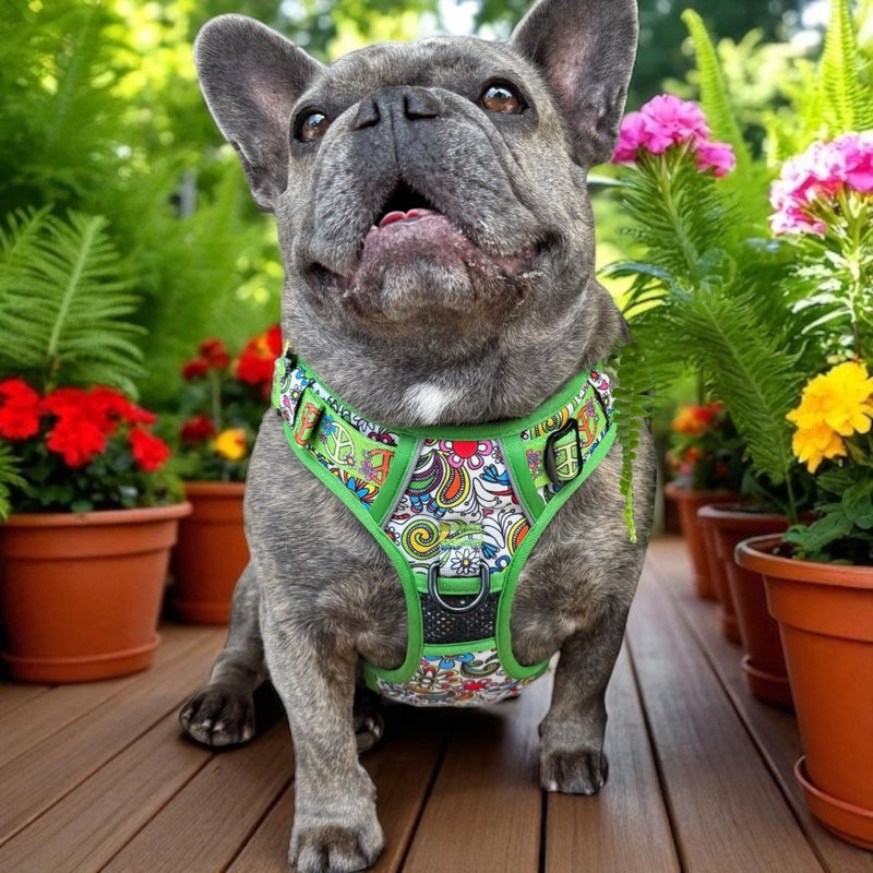 Flower Power No Pull Harness Bundle - Beast & Buckle