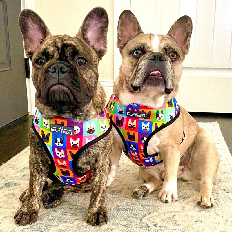 Frenchie Fam Reversible Dog Harness 2.0 - Beast & Buckle