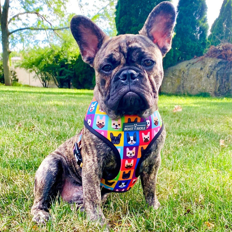 Frenchie Fam Walking Bundle - Beast & Buckle