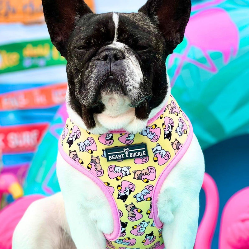 Frenchie Flamingo Harness & Leash Set - Beast & Buckle