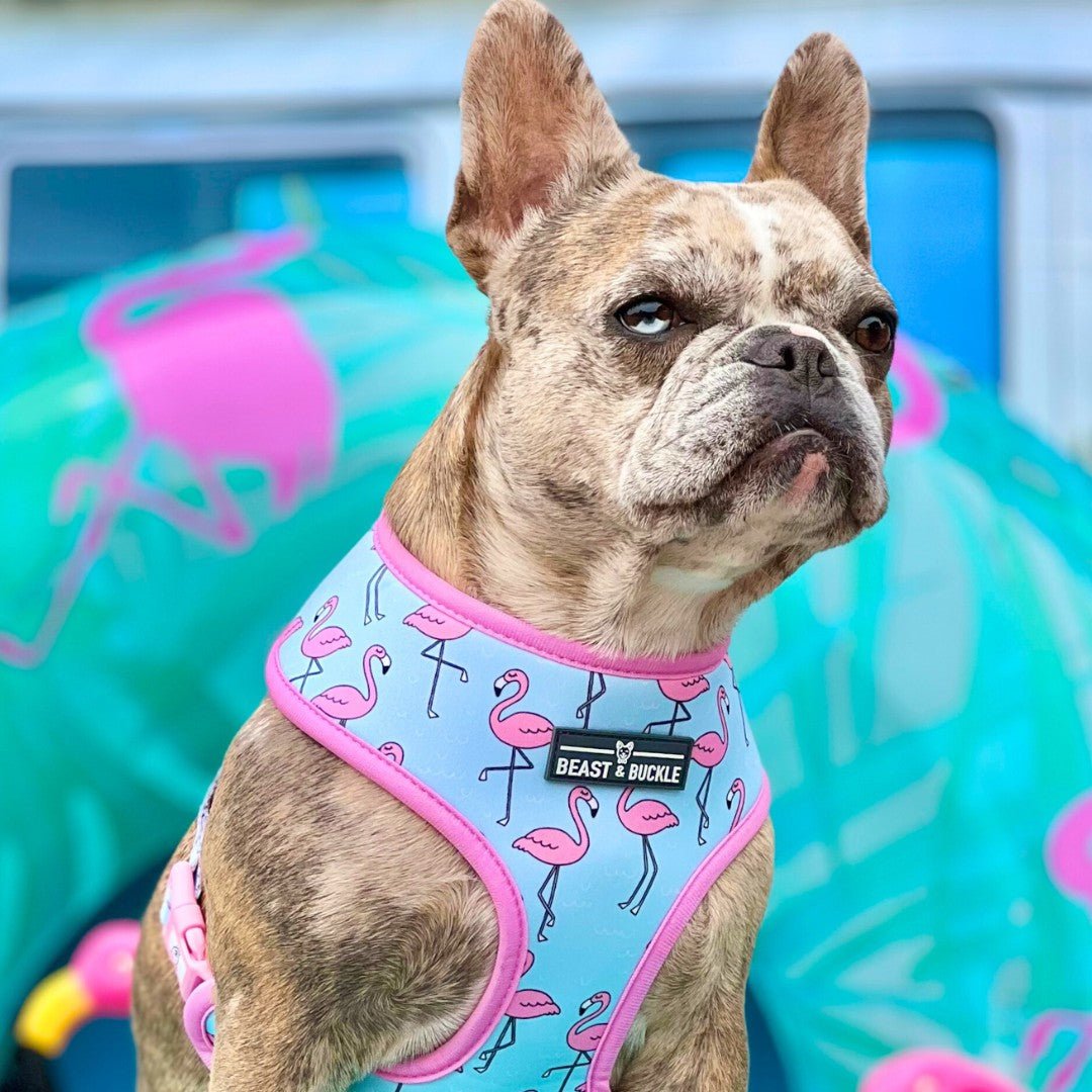 Frenchie harness sale best sale