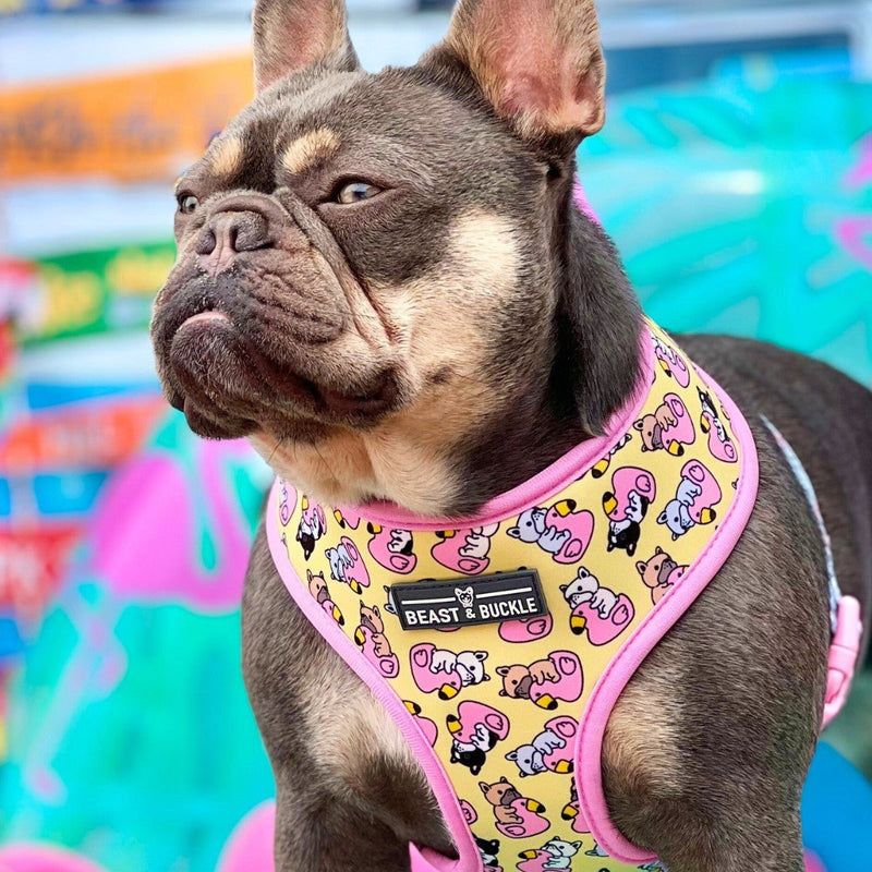 Frenchie Flamingo Harness & Leash Set - Beast & Buckle