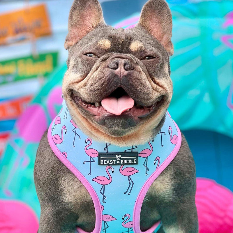 Frenchie Flamingo Harness & Leash Set - Beast & Buckle