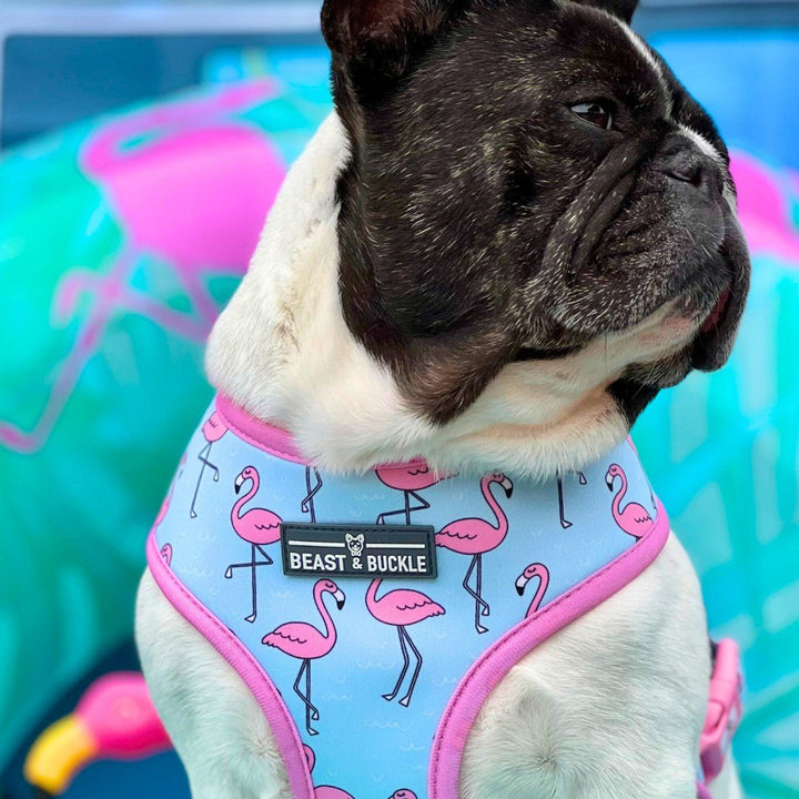 Frenchie unicorn harness hotsell